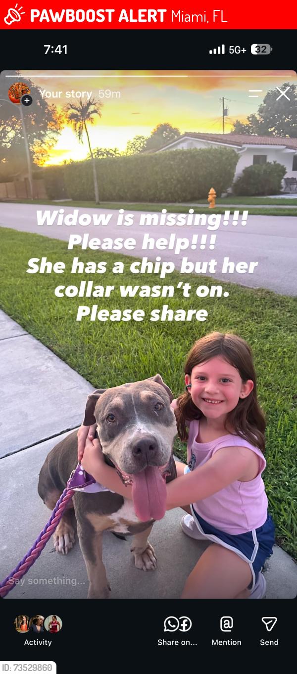 Lost Female Dog last seen SW 60 Terrace/92 Avenue, Miami, FL 33173