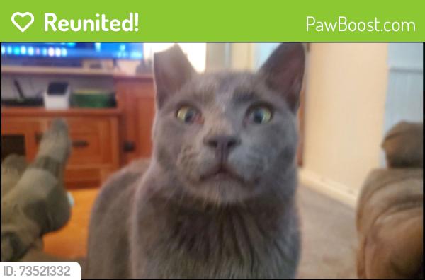 Reunited Male Cat last seen Main St and Babcock, Bozeman, MT 59718