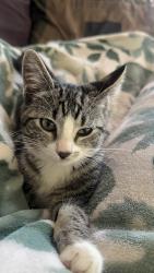 Lost Female Cat last seen West poplar street oxnard oxnard california, Oxnard, CA 93033