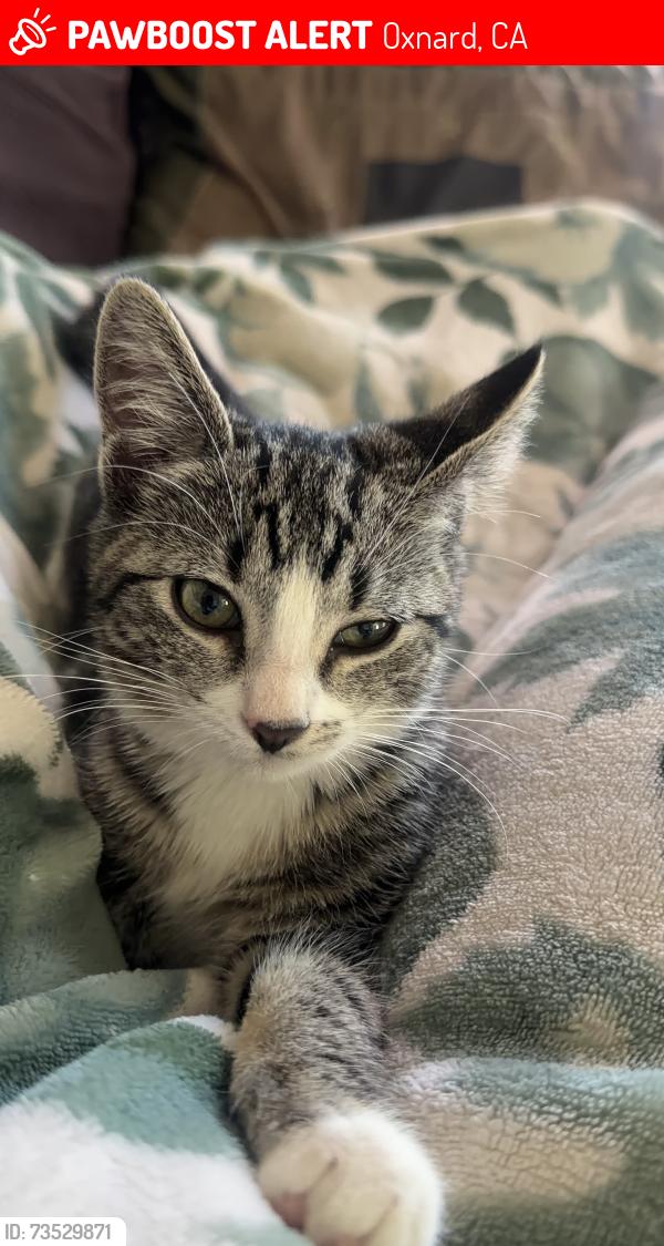 Lost Female Cat last seen West poplar street oxnard oxnard california, Oxnard, CA 93033