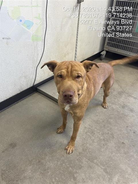 Shelter Stray Male Dog last seen Near BLOCK W MICHIGAN AVE FRESNO CA 93722, 5277 E Airways Blvd, Fresno, CA 93727, USA