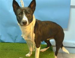 Shelter Stray Female Dog last seen , 216 W Victoria St, Gardena, CA 90248, USA