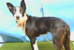 Shelter Stray Female Dog last seen , 216 W Victoria St, Gardena, CA 90248, USA