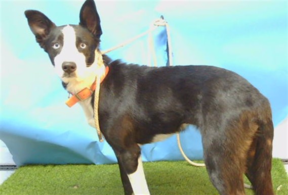 Shelter Stray Female Dog last seen , 216 W Victoria St, Gardena, CA 90248, USA