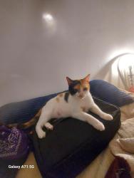 Lost Female Cat last seen Mountain Pine Boulevard, White Cedar Lane, Richmond, VA 23235