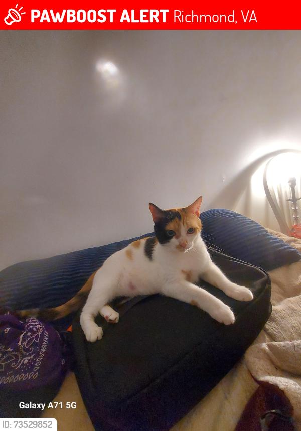 Lost Female Cat last seen Mountain Pine Boulevard, White Cedar Lane, Richmond, VA 23235