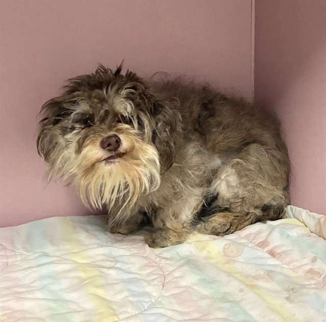 Shelter Stray Female Dog last seen , 5210 W Ave I, Lancaster, CA 93536, USA