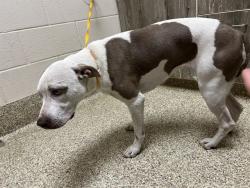 Shelter Stray Female Dog last seen Near BLOCK CIMINO DR, COLORADO SPRINGS CO 80903, 610 Abbot Ln, Colorado Springs, CO 80905, USA