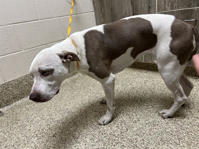 Shelter Stray Female Dog last seen Near BLOCK CIMINO DR, COLORADO SPRINGS CO 80903, 610 Abbot Ln, Colorado Springs, CO 80905, USA