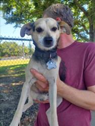 Shelter Stray Male Dog last seen 6TH ST & RAILYARDS BLVD, 2127 Front St, Sacramento, CA 95818, USA