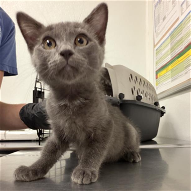 Shelter Stray Male Cat last seen , 600 Aviation Dr, Camarillo, CA 93010, USA