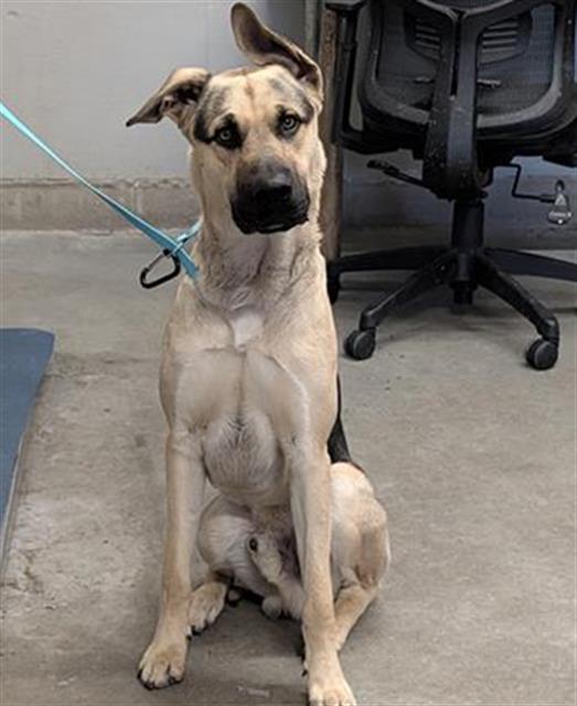 Shelter Stray Male Dog last seen , 600 Aviation Dr, Camarillo, CA 93010, USA