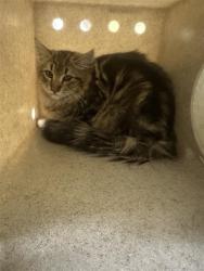 Shelter Stray Male Cat last seen FOLSOM BLVD & WISSEMANN DR, 2127 Front St, Sacramento, CA 95818, USA