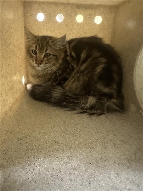 Shelter Stray Male Cat last seen FOLSOM BLVD & WISSEMANN DR, 2127 Front St, Sacramento, CA 95818, USA