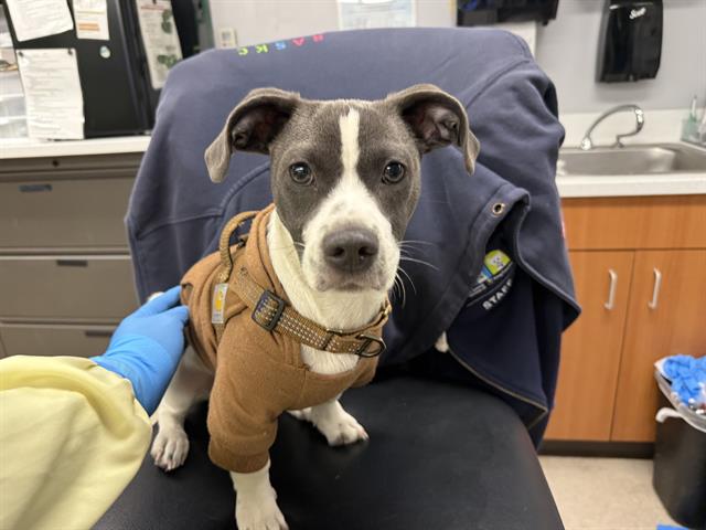 Shelter Stray Male Dog last seen Near BLOCK MARTIN LUTHER KING JR WAY S, SEATTLE WA 98178, 21615 64th Ave S, Kent, WA 98032, USA