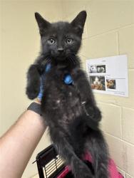 Shelter Stray Male Cat last seen DIAS AVE & 63RD ST, 2127 Front St, Sacramento, CA 95818, USA