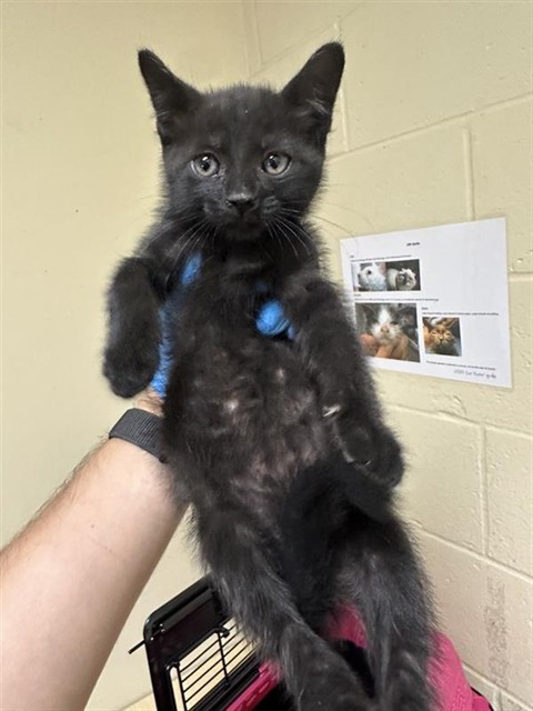 Shelter Stray Male Cat last seen DIAS AVE & 63RD ST, 2127 Front St, Sacramento, CA 95818, USA