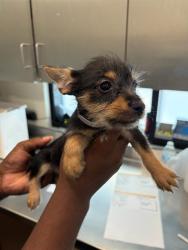 Shelter Stray Female Dog last seen , 4275 Elton St, Baldwin Park, CA 91706, USA