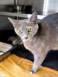 Shelter Stray Female Cat last seen , 1850 W 60th St, Los Angeles, CA 90047, USA