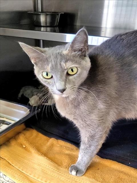 Shelter Stray Female Cat last seen , 1850 W 60th St, Los Angeles, CA 90047, USA