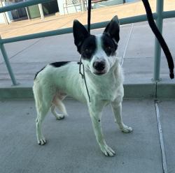 Shelter Stray Male Dog last seen , 4275 Elton St, Baldwin Park, CA 91706, USA