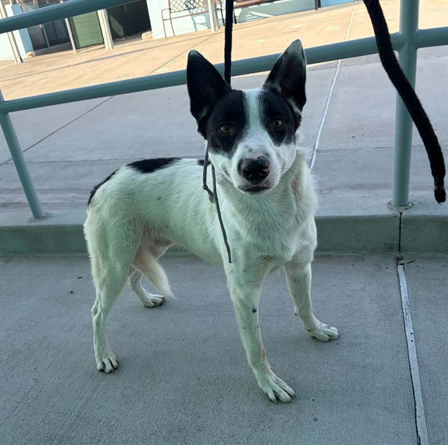 Shelter Stray Male Dog last seen , 4275 Elton St, Baldwin Park, CA 91706, USA