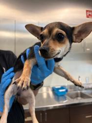 Shelter Stray Female Dog last seen , 4275 Elton St, Baldwin Park, CA 91706, USA