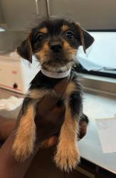 Shelter Stray Female Dog last seen , 4275 Elton St, Baldwin Park, CA 91706, USA