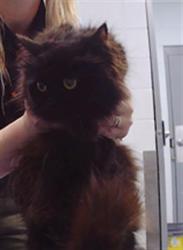 Shelter Stray Female Cat last seen CHARLOTTE, 8315 Byrum Dr, Charlotte, NC 28217, USA