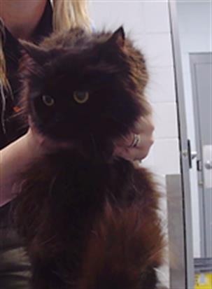 Shelter Stray Female Cat last seen CHARLOTTE, 8315 Byrum Dr, Charlotte, NC 28217, USA
