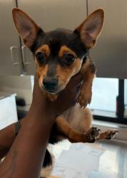 Shelter Stray Female Dog last seen , 4275 Elton St, Baldwin Park, CA 91706, USA