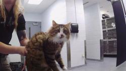 Shelter Stray Male Cat last seen CHARLOTTE, 8315 Byrum Dr, Charlotte, NC 28217, USA