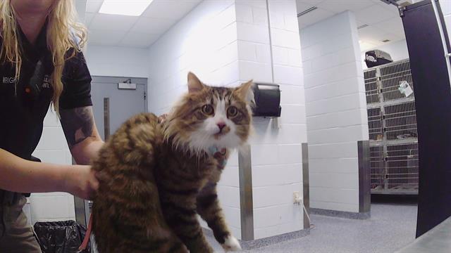 Shelter Stray Male Cat last seen CHARLOTTE, 8315 Byrum Dr, Charlotte, NC 28217, USA