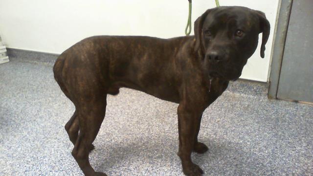 Shelter Stray Male Dog last seen CHARLOTTE, 8315 Byrum Dr, Charlotte, NC 28217, USA