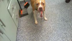 Shelter Stray Female Dog last seen CHARLOTTE, 8315 Byrum Dr, Charlotte, NC 28217, USA