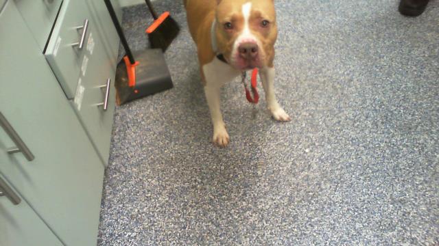 Shelter Stray Female Dog last seen CHARLOTTE, 8315 Byrum Dr, Charlotte, NC 28217, USA