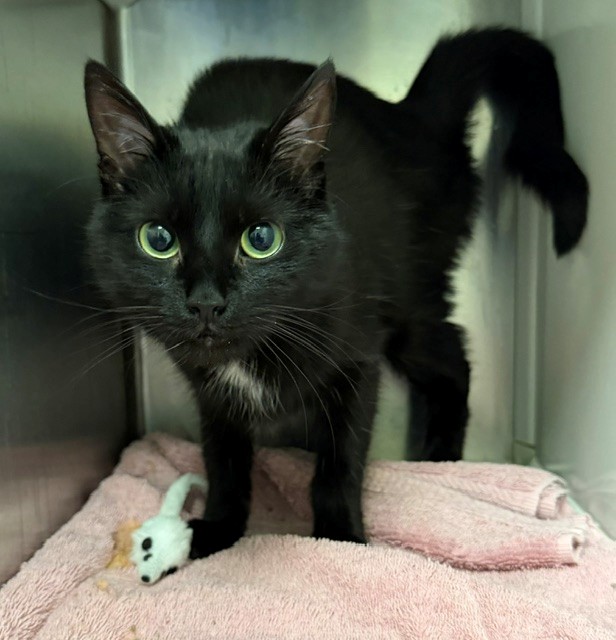 Shelter Stray Female Cat last seen Near BLOCK S 18TH AVE, 12155 Park Blvd, Brighton, CO 80601, USA