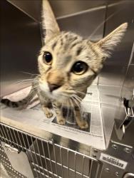 Shelter Stray Unknown Cat last seen , 11361 W Pico Blvd, Los Angeles, CA 90064, USA