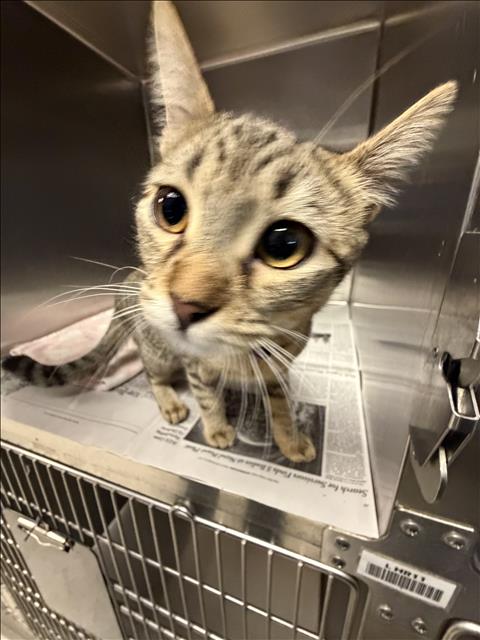 Shelter Stray Unknown Cat last seen , 11361 W Pico Blvd, Los Angeles, CA 90064, USA