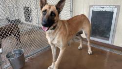 Shelter Stray Female Dog last seen WEBSTER X NUEVO, 227 N D St, Perris, CA 92570, USA