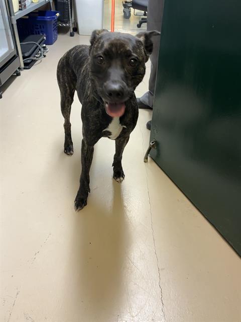 Shelter Stray Female Dog last seen MISSION BLVD AT WHIPPLE RD, 1950 Stevenson Blvd, Fremont, CA 94538, USA