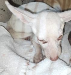 Shelter Stray Female Dog last seen Near BLOCK LODEWYCK ST, DETROIT MI 48224, 1431 E Ferry St, Detroit, MI 48211, USA