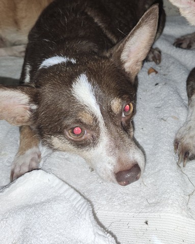 Shelter Stray Female Dog last seen Near BLOCK LODEWYCK ST, DETROIT MI 48224, 1431 E Ferry St, Detroit, MI 48211, USA