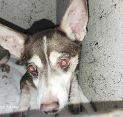 Shelter Stray Male Dog last seen Near BLOCK LODEWYCK ST, DETROIT MI 48224, 1431 E Ferry St, Detroit, MI 48211, USA