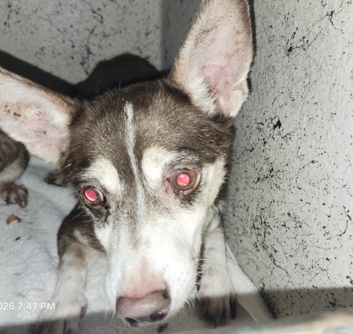 Shelter Stray Male Dog last seen Near BLOCK LODEWYCK ST, DETROIT MI 48224, 1431 E Ferry St, Detroit, MI 48211, USA