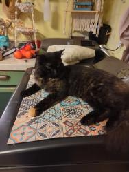 Lost Female Cat last seen Zion Methodist Church Rd Todd NC, Todd, NC 28684
