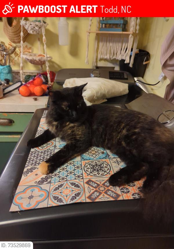 Lost Female Cat last seen Zion Methodist Church Rd Todd NC, Todd, NC 28684