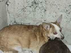 Shelter Stray Female Dog last seen Near BLOCK LODEWYCK ST, DETROIT MI 48224, 1431 E Ferry St, Detroit, MI 48211, USA