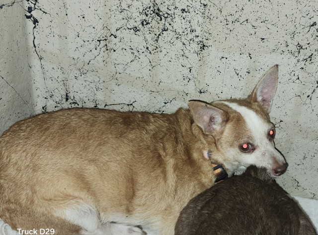 Shelter Stray Female Dog last seen Near BLOCK LODEWYCK ST, DETROIT MI 48224, 1431 E Ferry St, Detroit, MI 48211, USA