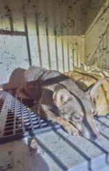 Shelter Stray Male Dog last seen Near BLOCK LODEWYCK ST, DETROIT MI 48224, 1431 E Ferry St, Detroit, MI 48211, USA